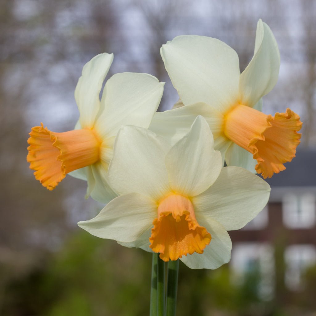 Hyperbole - wit-oranje-rode Large-cupped narcis - Fluwel