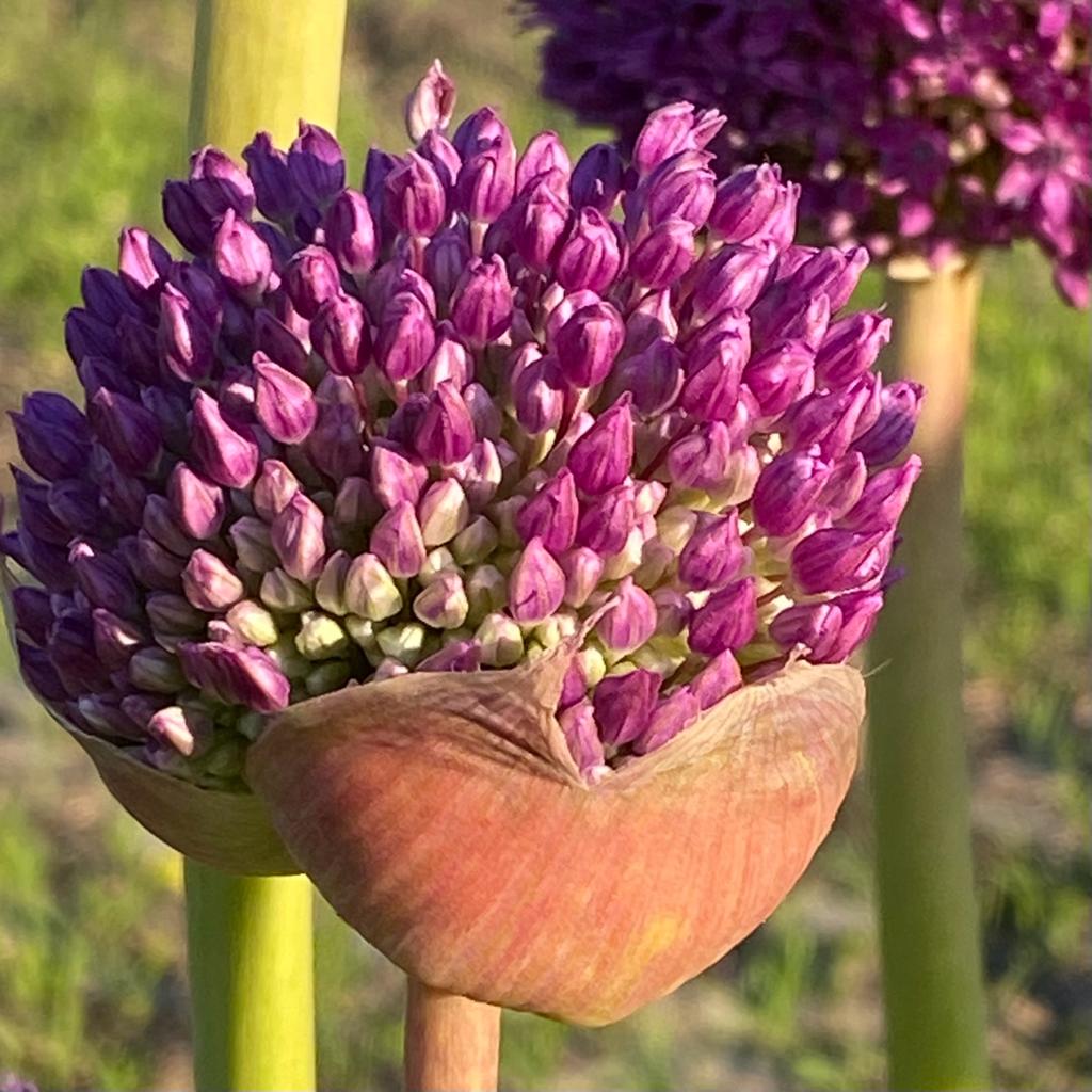 Allium giganteum