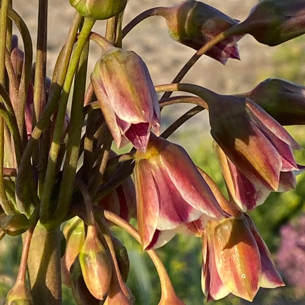 Allium siculum