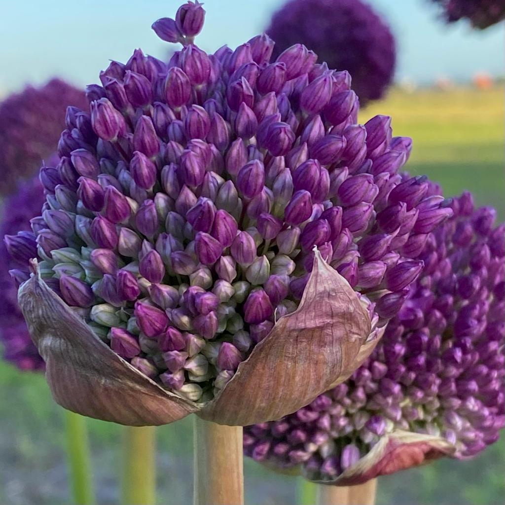 Allium giganteum