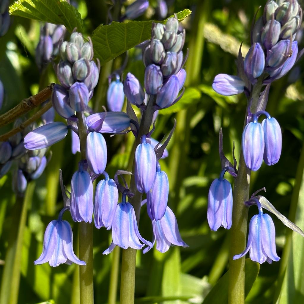 Hyacinthoides hispanica Excelsior