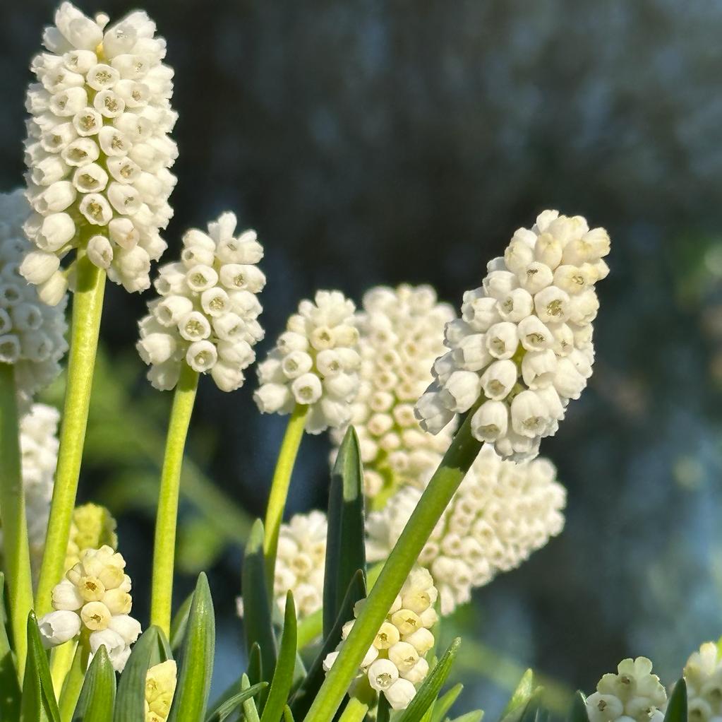 Muscari White Magic