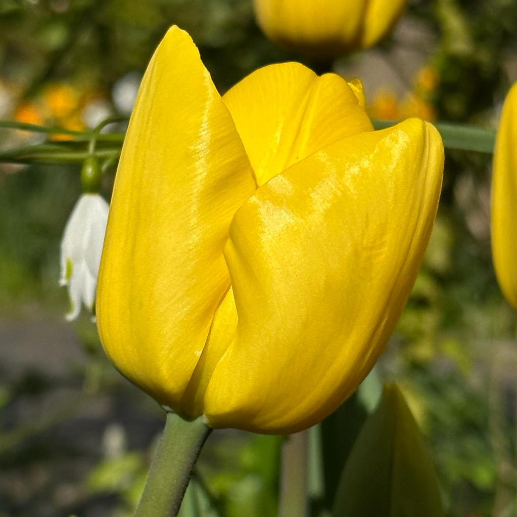 Novi Sun