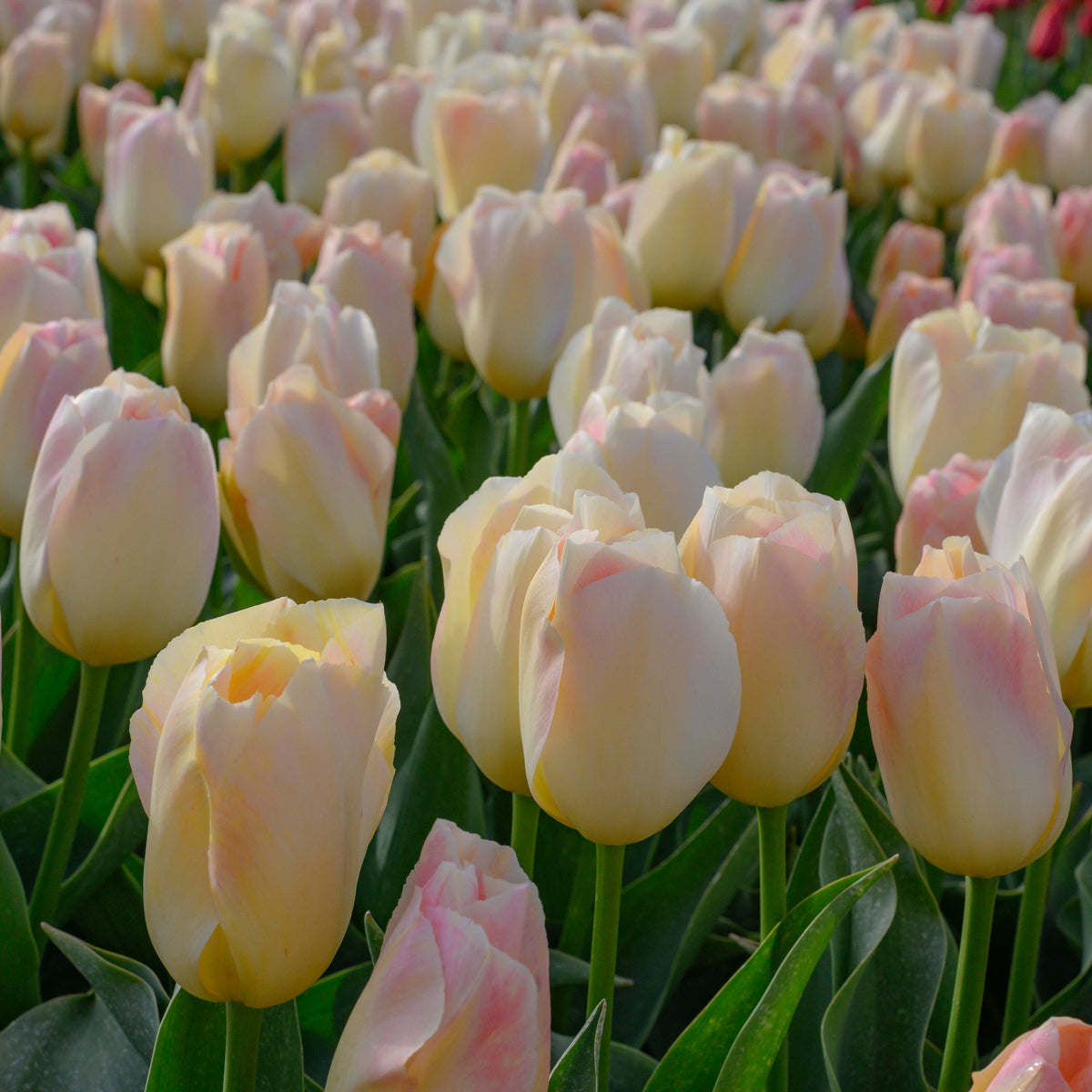 Jade Maiden - Tulips - Fluwel