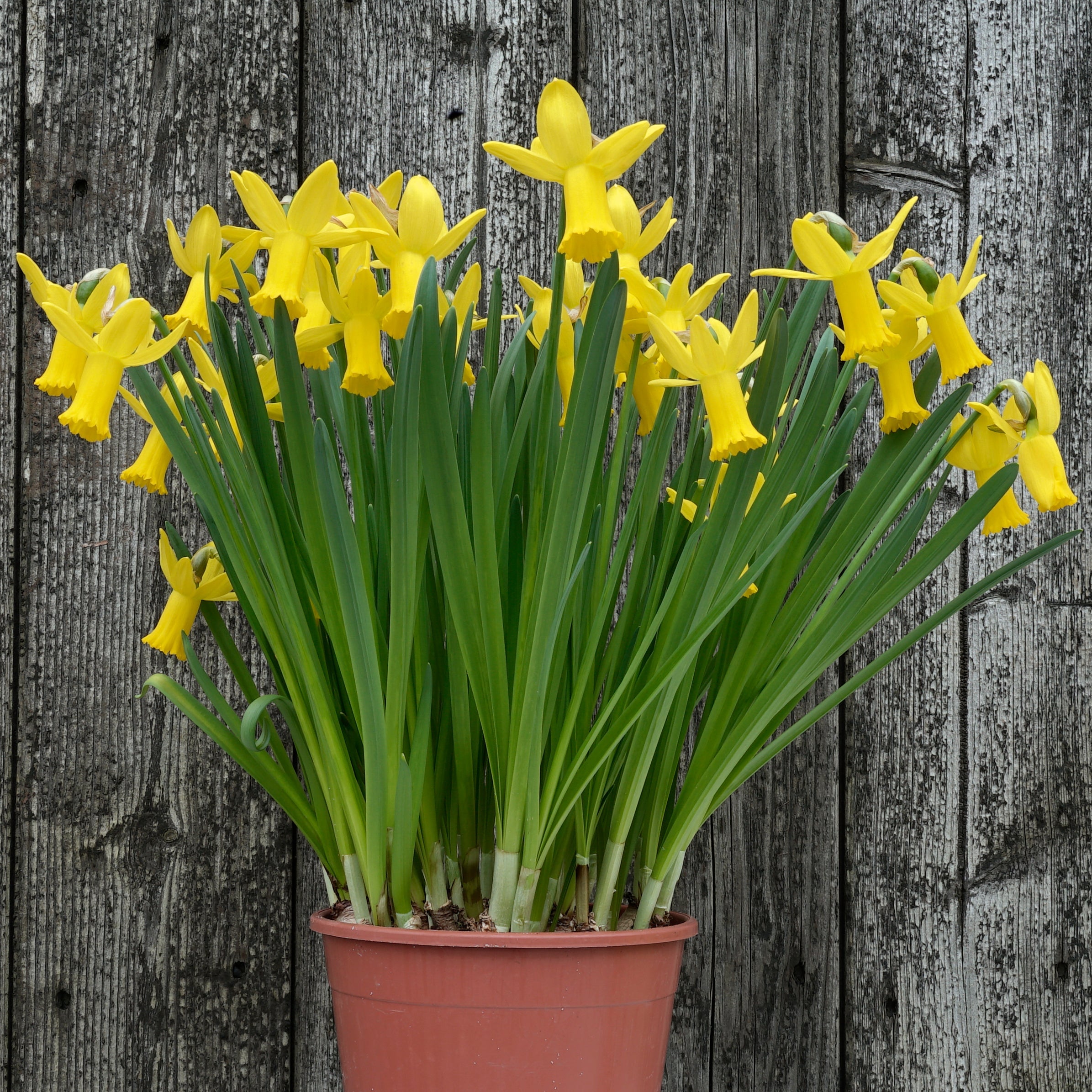 Jetage - Special Narcissus - Fluwel
