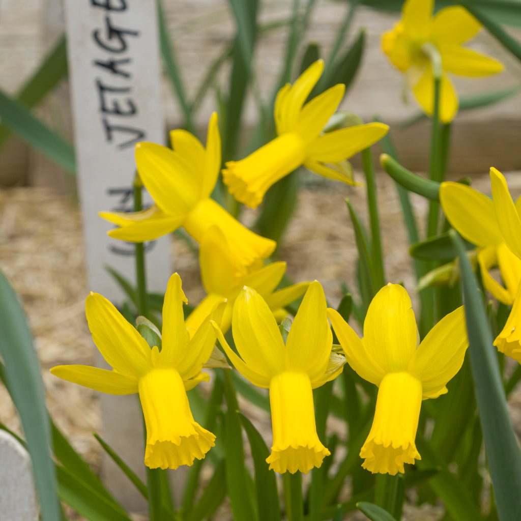 Jetage - Special Narcissus - Fluwel