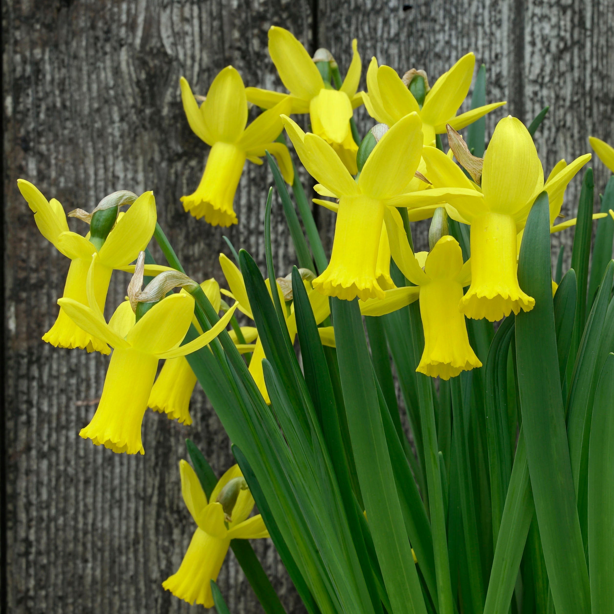 Jetage - Special Narcissus - Fluwel
