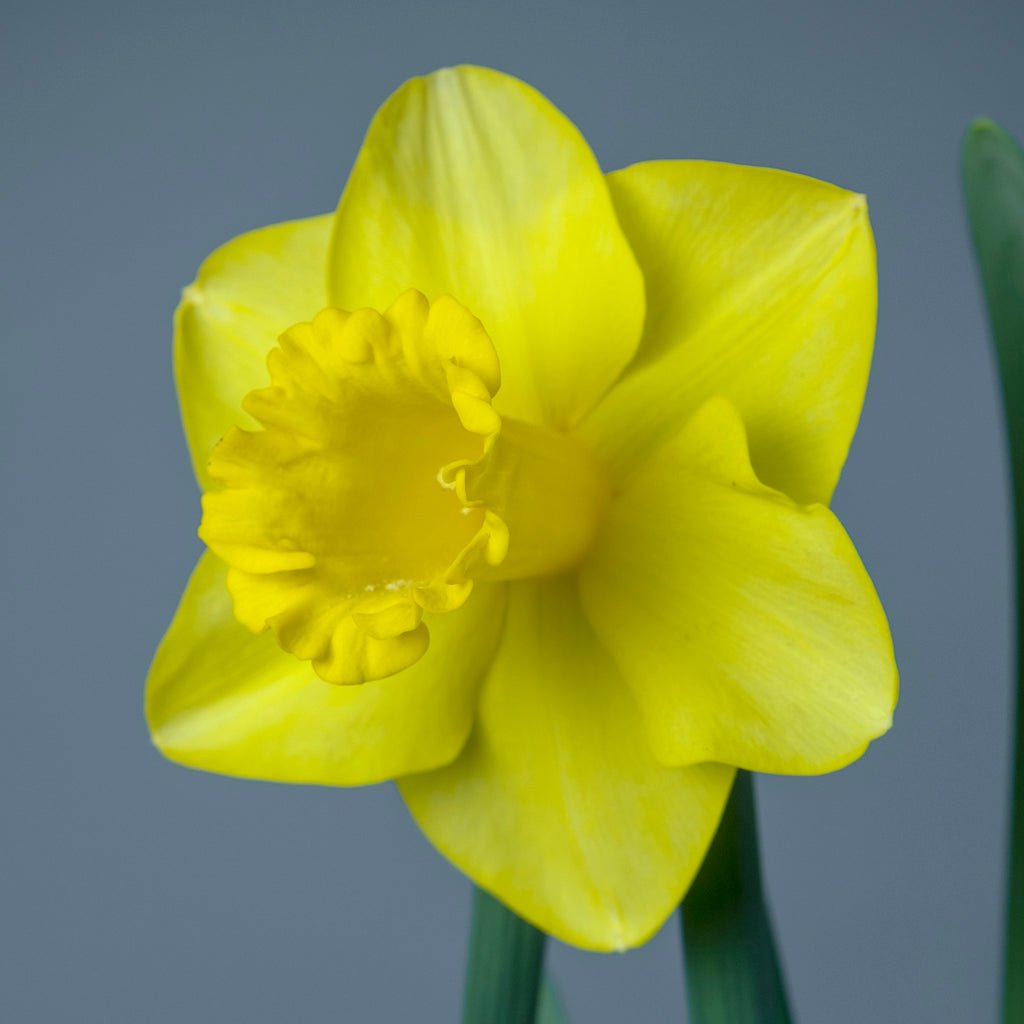 Jump Start - Special Narcissus - Fluwel