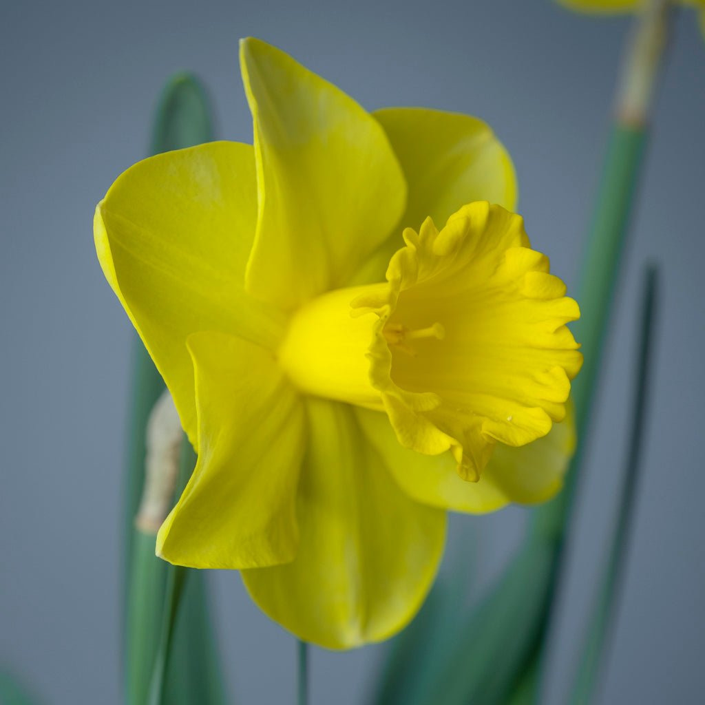 Jump Start - Special Narcissus - Fluwel