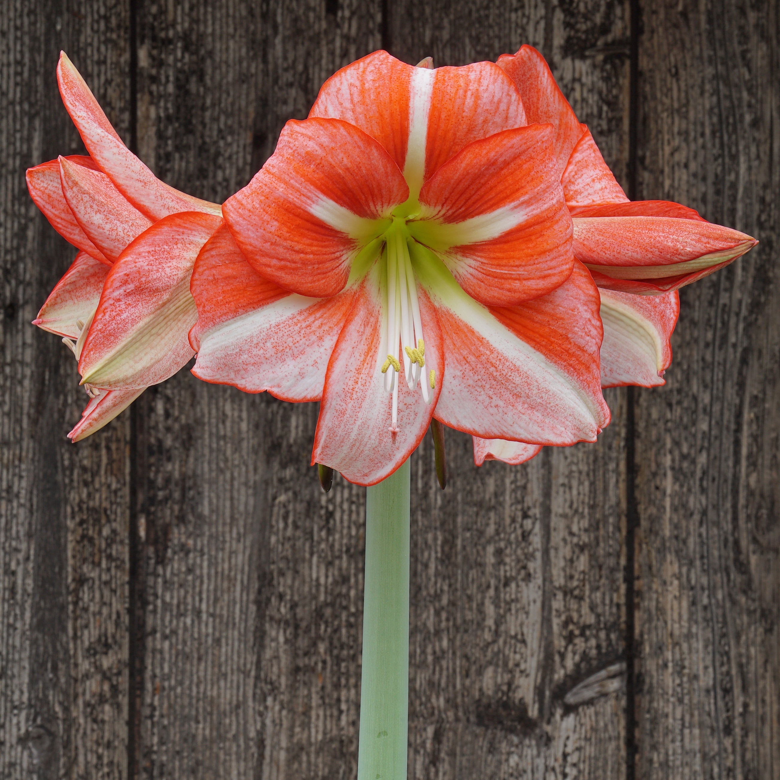 Just Smile - Special Amaryllis - Fluwel