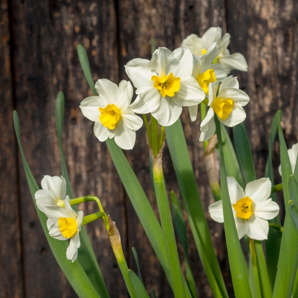 Killara - Special Narcissus - Fluwel
