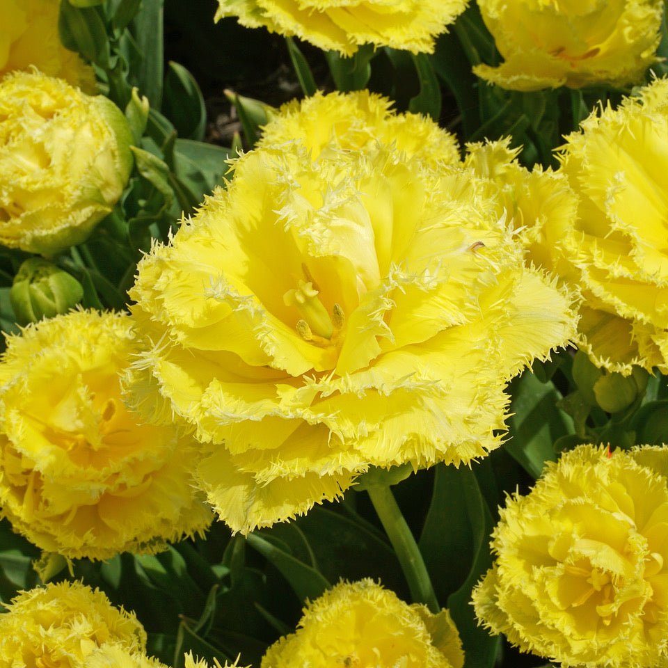 Lemon Shoot - Tulips - Fluwel