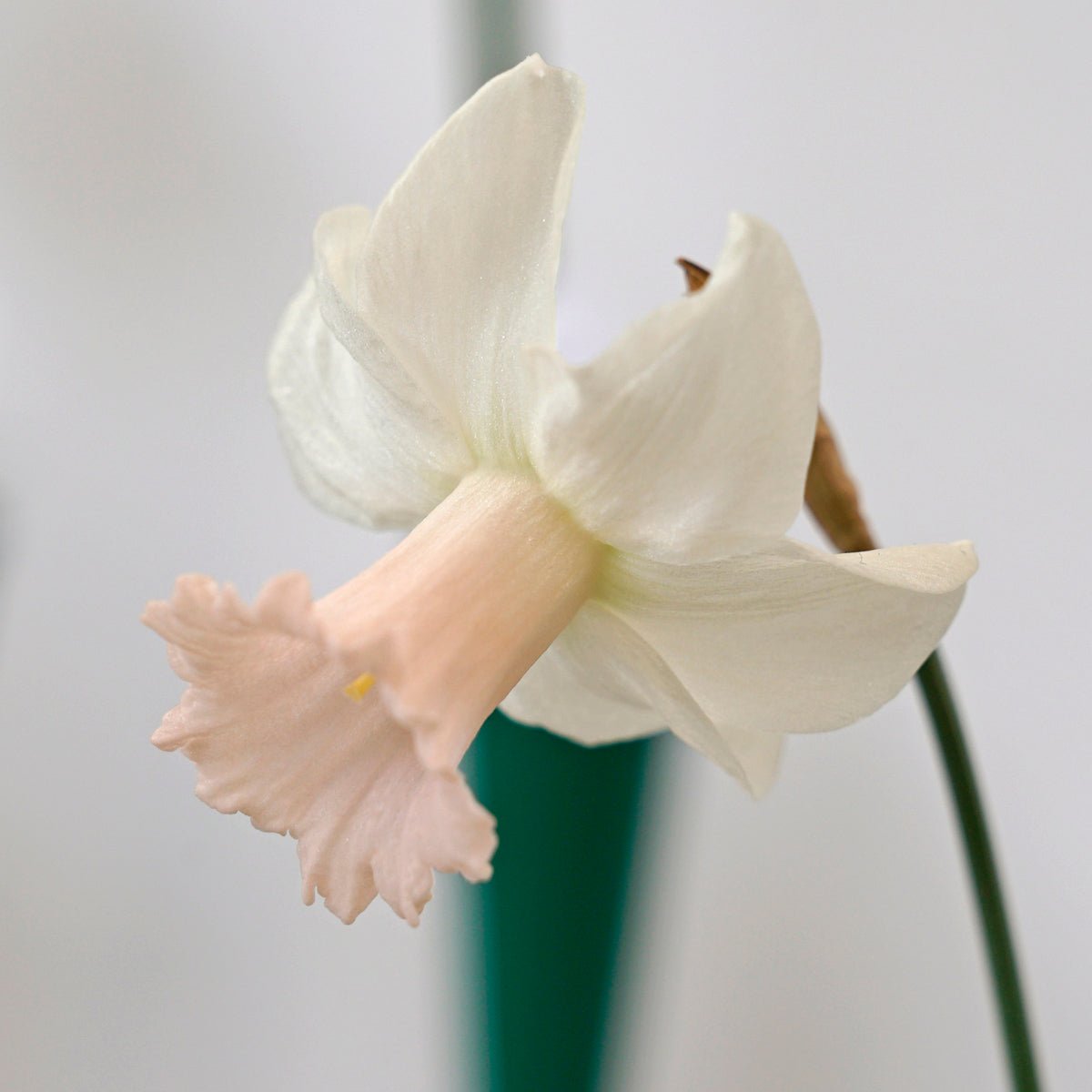 Lilac Charm - Special Narcissus - Fluwel