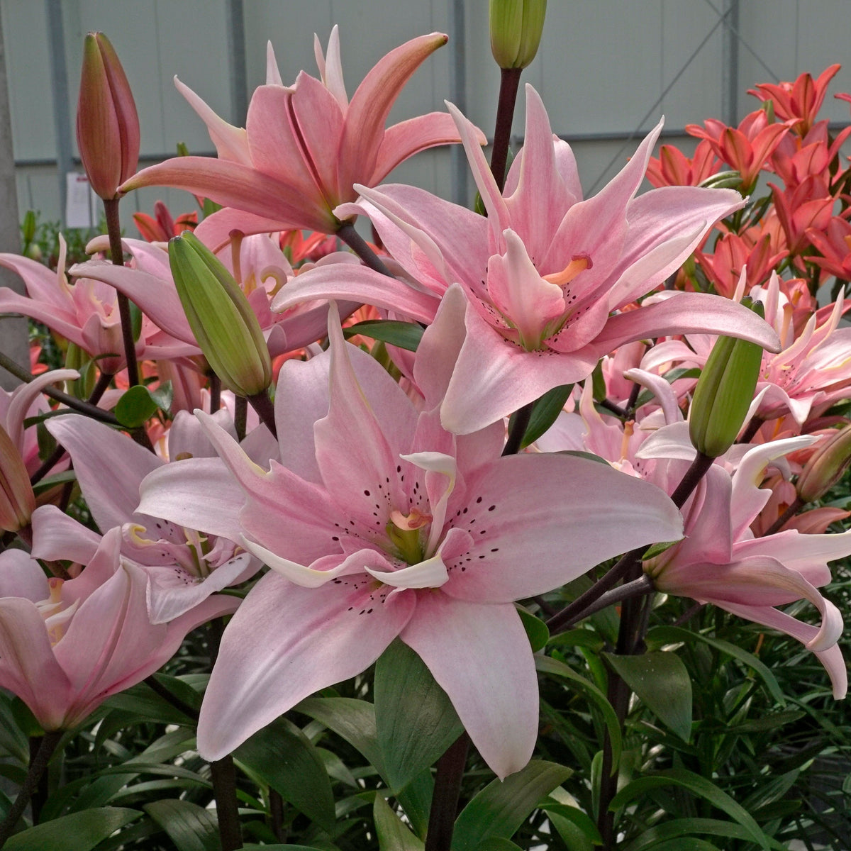 Lilium Elodie - Lilies - Fluwel