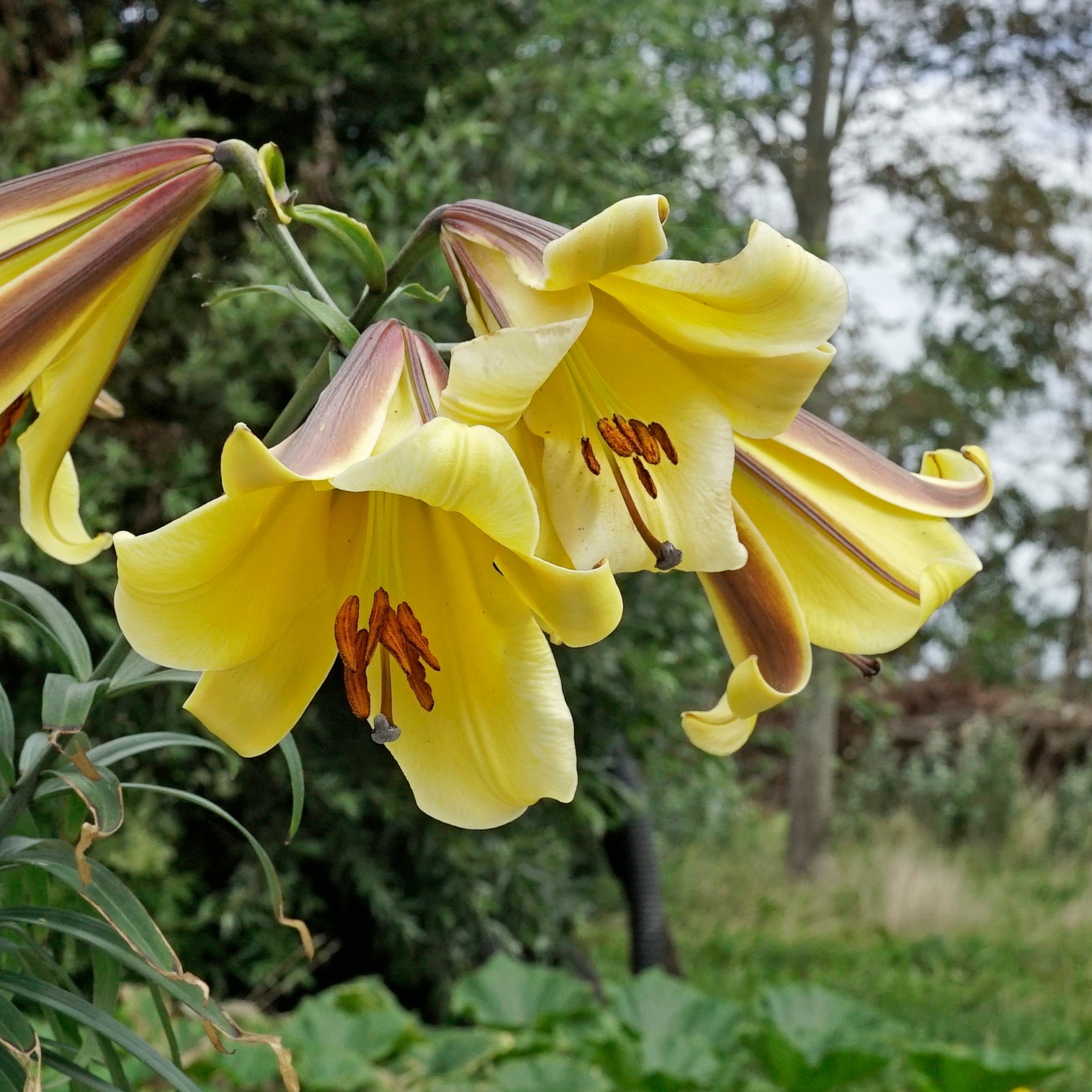 Buy Lilium 'Golden Splendor' bulbs