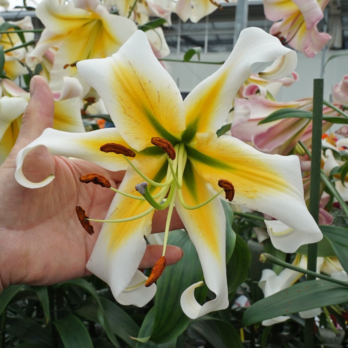 Lilium Mister Pistache - Lilies - Fluwel