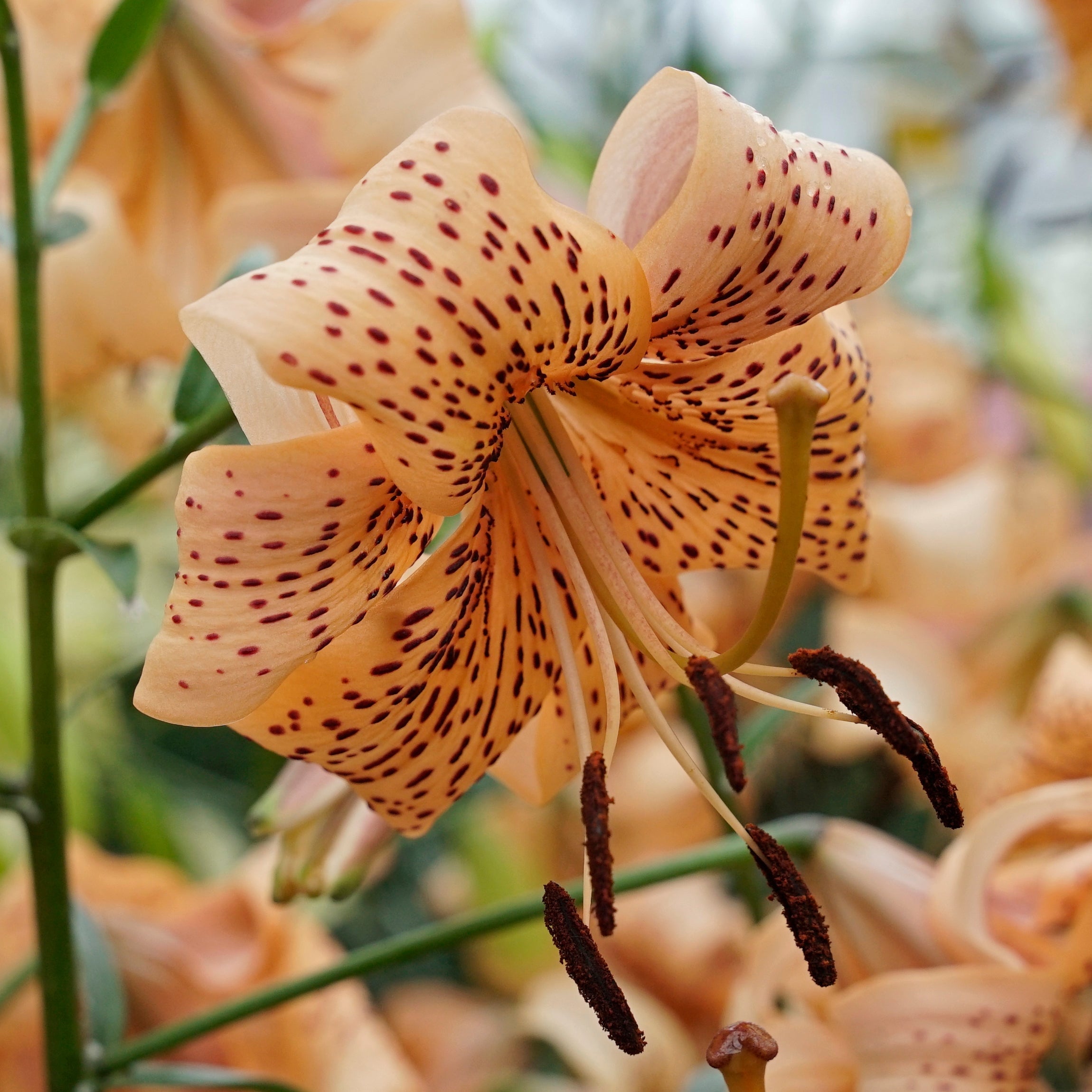 Lilium Tiger Babies - Lilies - Fluwel