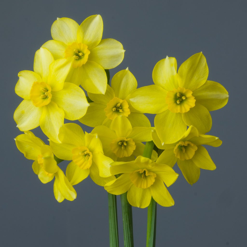Little Rusky - Special Narcissus - Fluwel