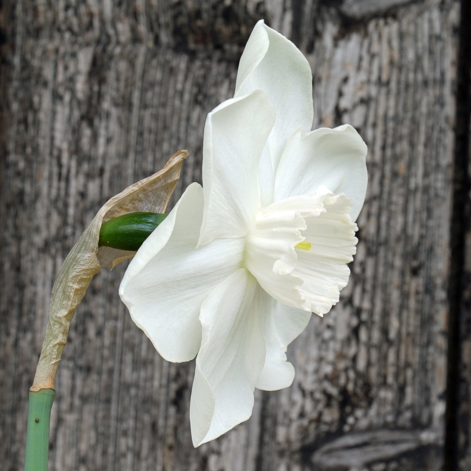 Love Actually - Special Narcissus - Fluwel