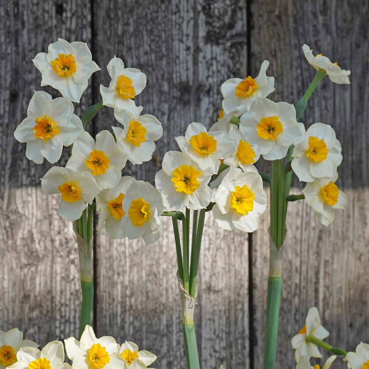 Marisol - Special Narcissus - Fluwel