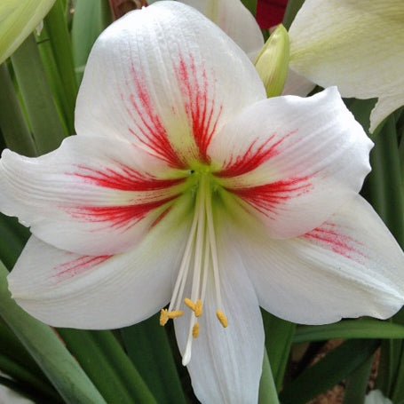 Masai - Special Amaryllis - Fluwel