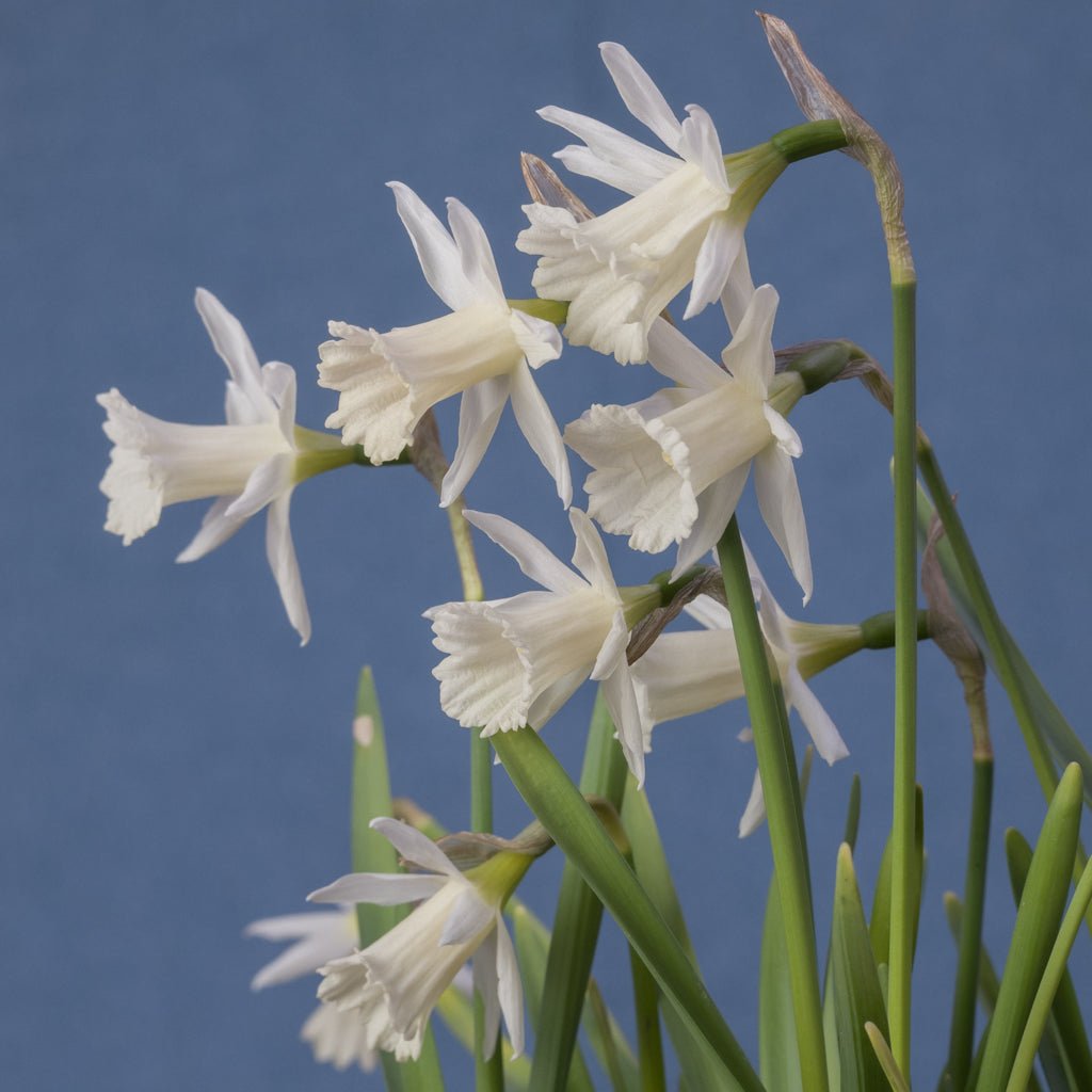 Mini Pearl - Special Narcissus - Fluwel
