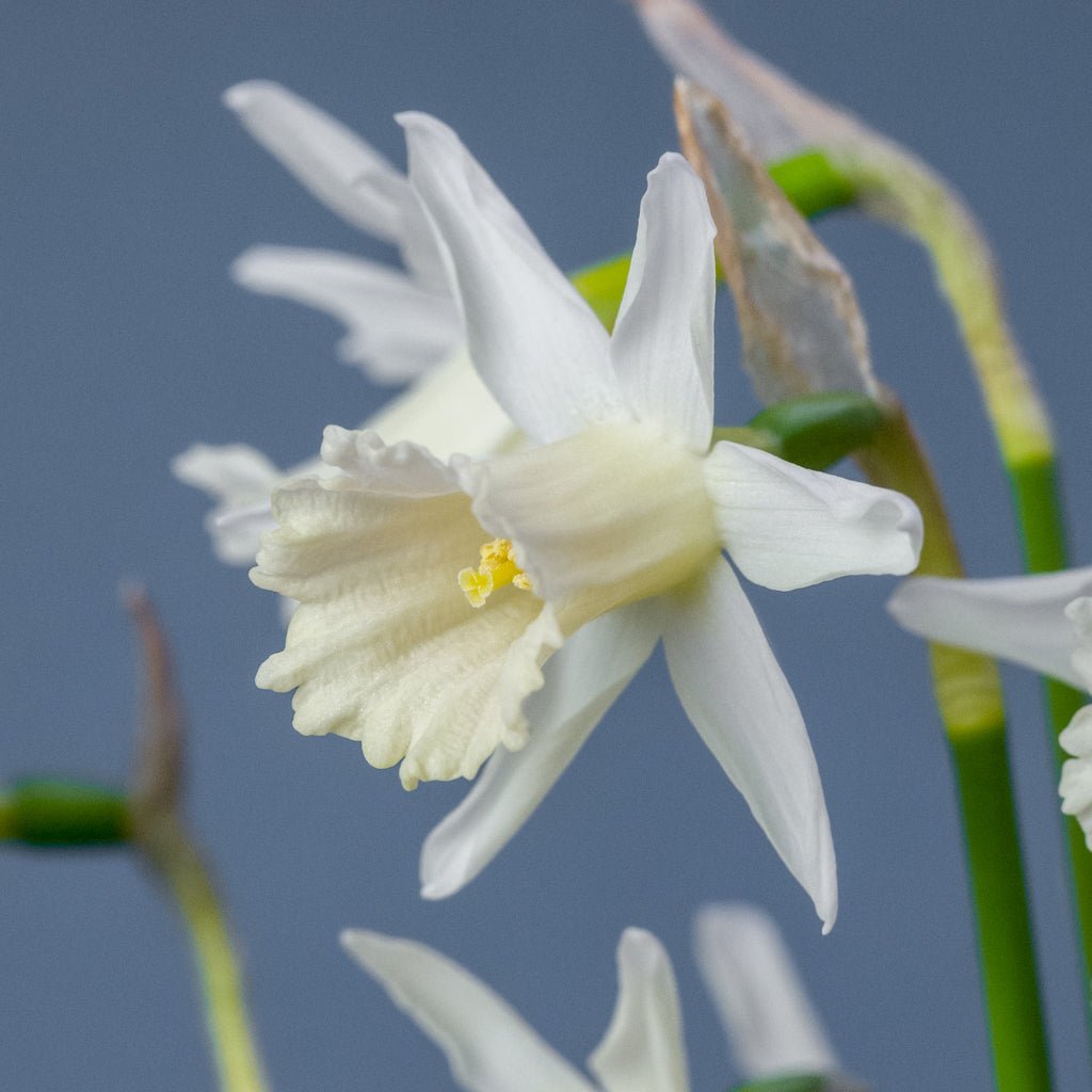 Mini Pearl - Special Narcissus - Fluwel