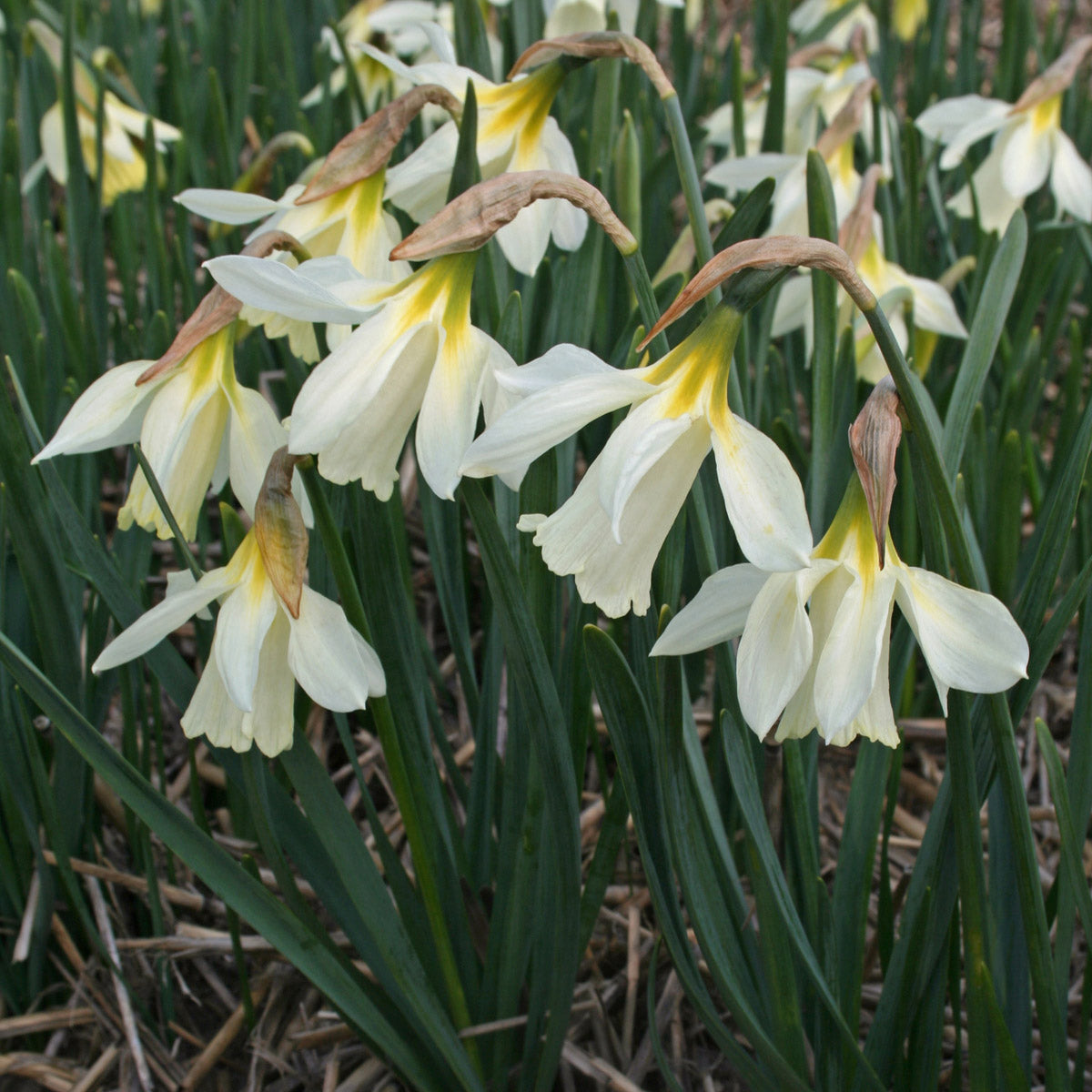 moschatus