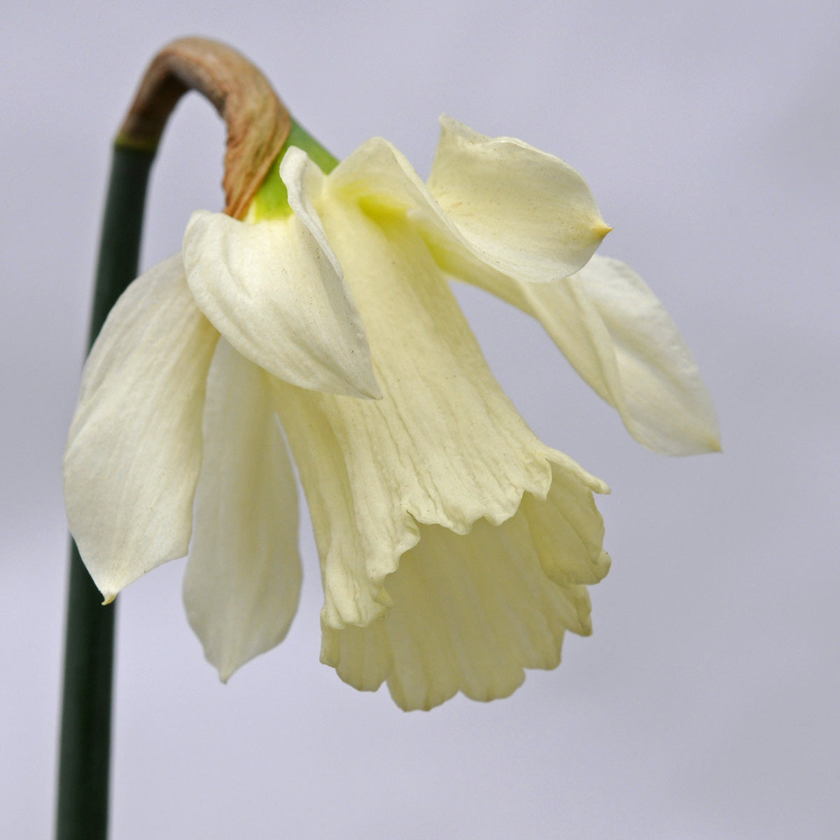 moschatus