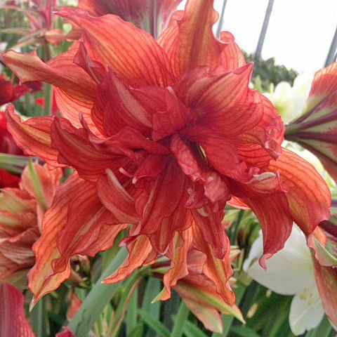 Nr. 00115 - K - Special Amaryllis - Fluwel