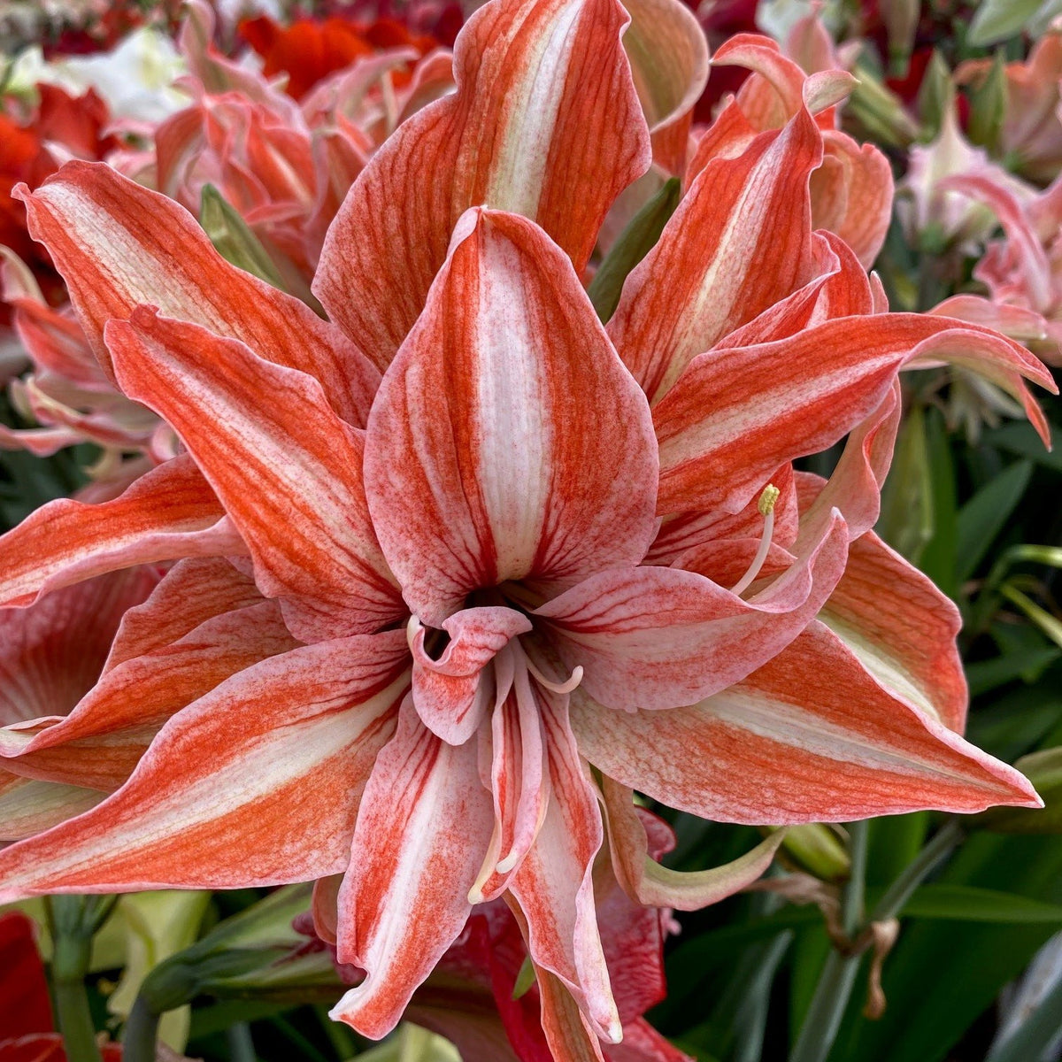 Nr. 01083 - C - Special Amaryllis - Fluwel