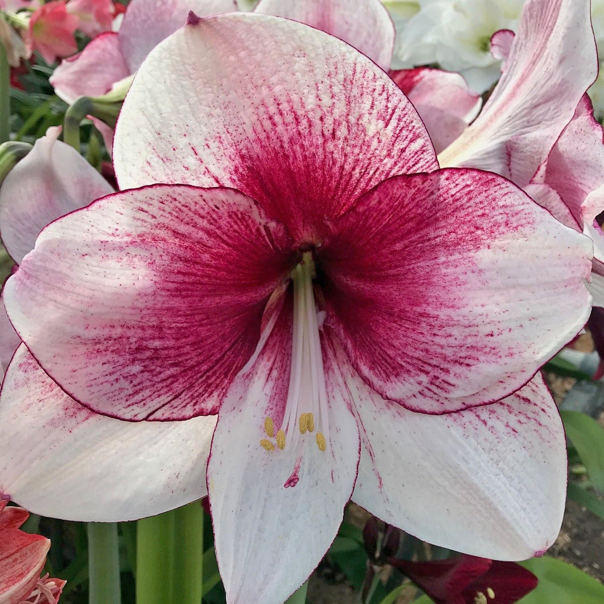 Nr. 87036 - B - Special Amaryllis - Fluwel