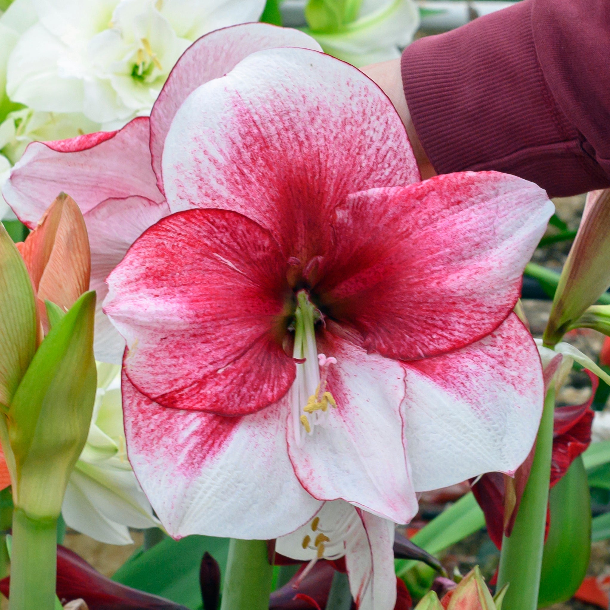 Amaryllis No. 87036-B (Hippeastrum) | per 1 piece from Fluwel