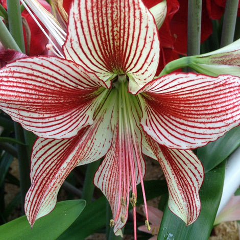 Nr. 94305 - M - Special Amaryllis - Fluwel