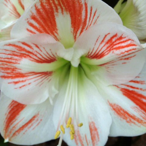 Nr. 96135 - B - Amaryllis - Fluwel