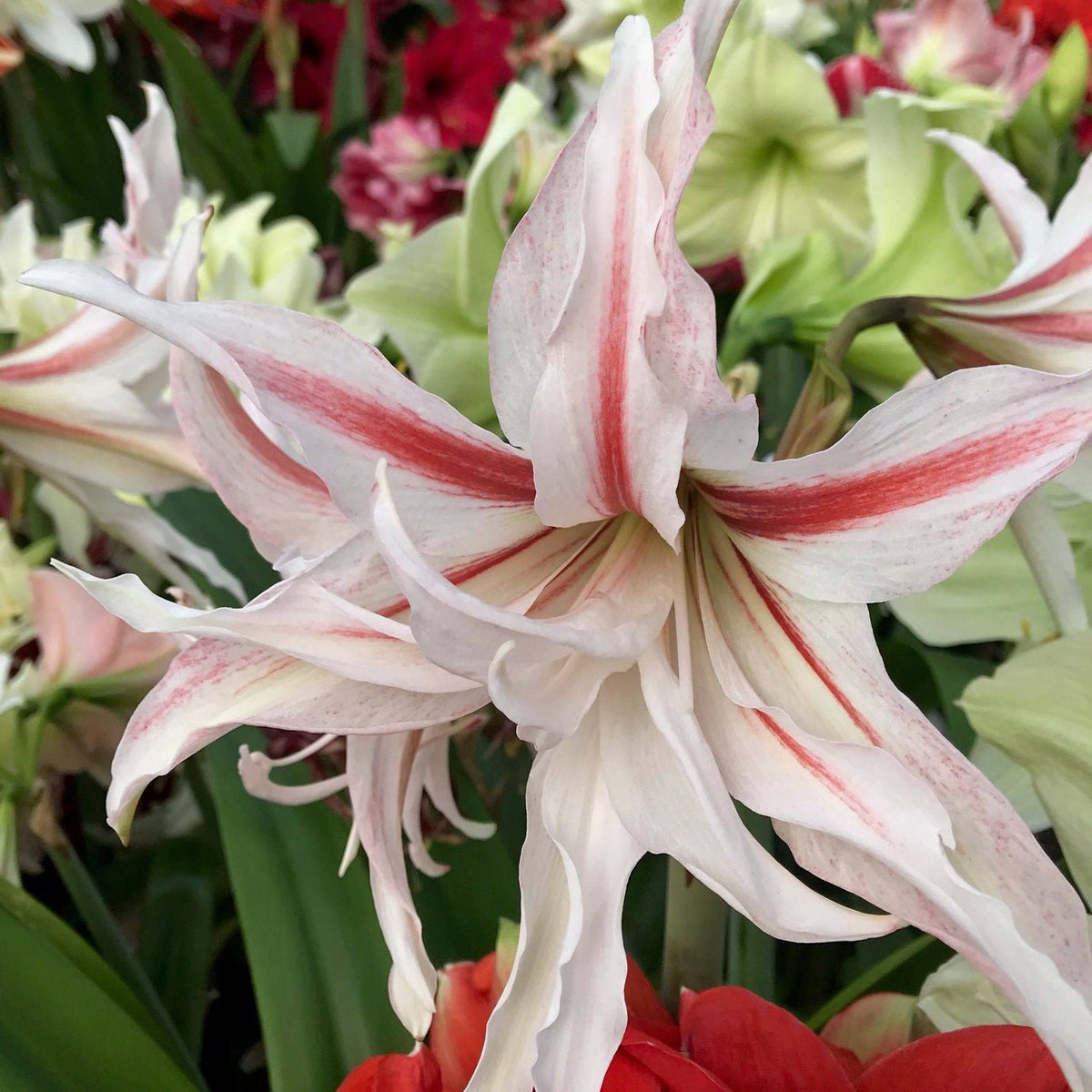 Nr. 97187 - A - Special Amaryllis - Fluwel