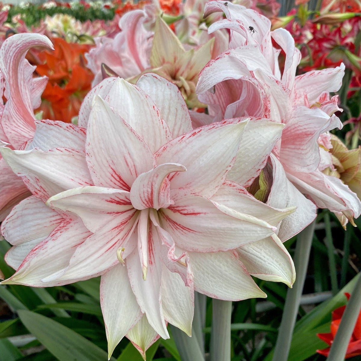 Nr. 97266 - A - Special Amaryllis - Fluwel
