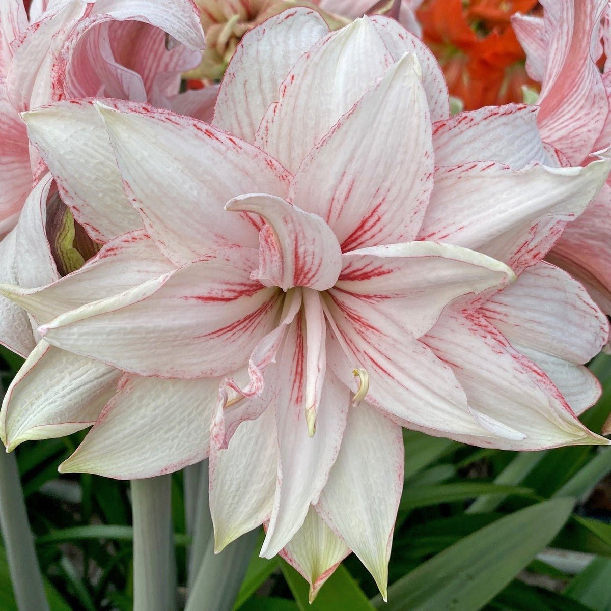 Nr. 97266 - A - Special Amaryllis - Fluwel