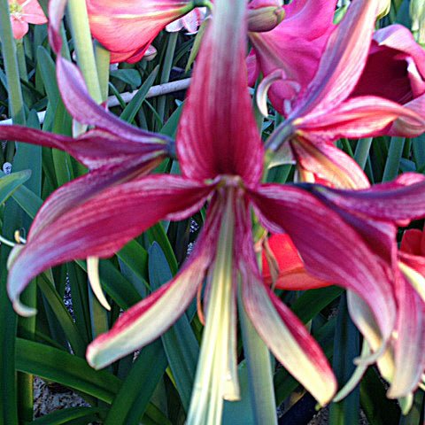 Nr. 98312 - B - Special Amaryllis - Fluwel