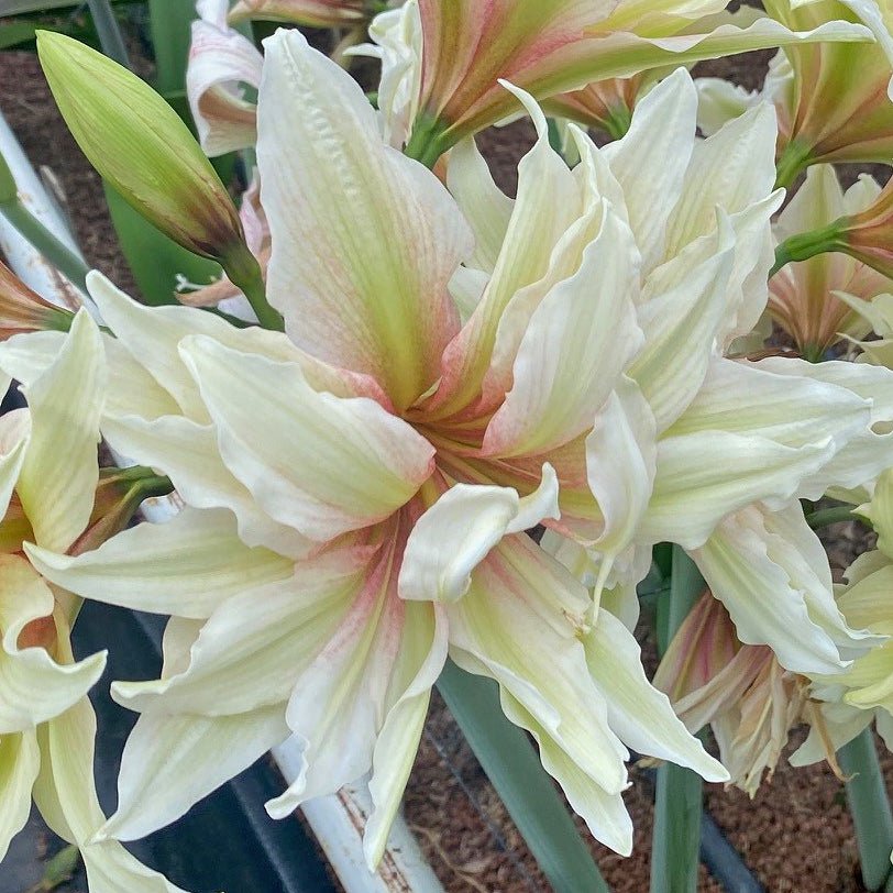 Nr. 99191 - L - Special Amaryllis - Fluwel