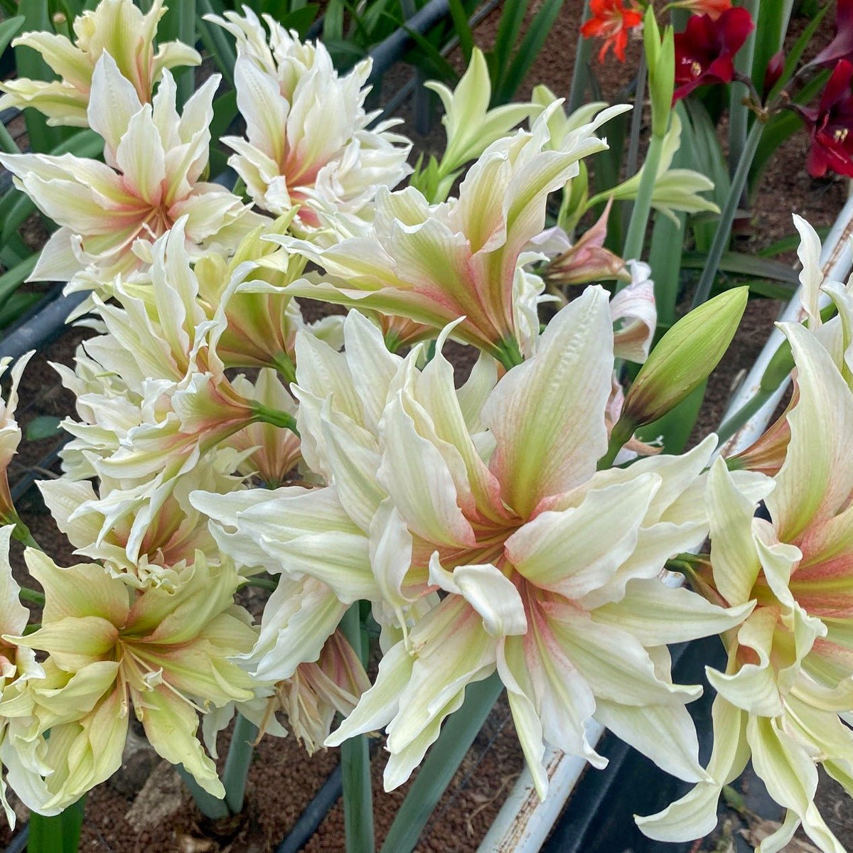 Nr. 99191 - L - Special Amaryllis - Fluwel