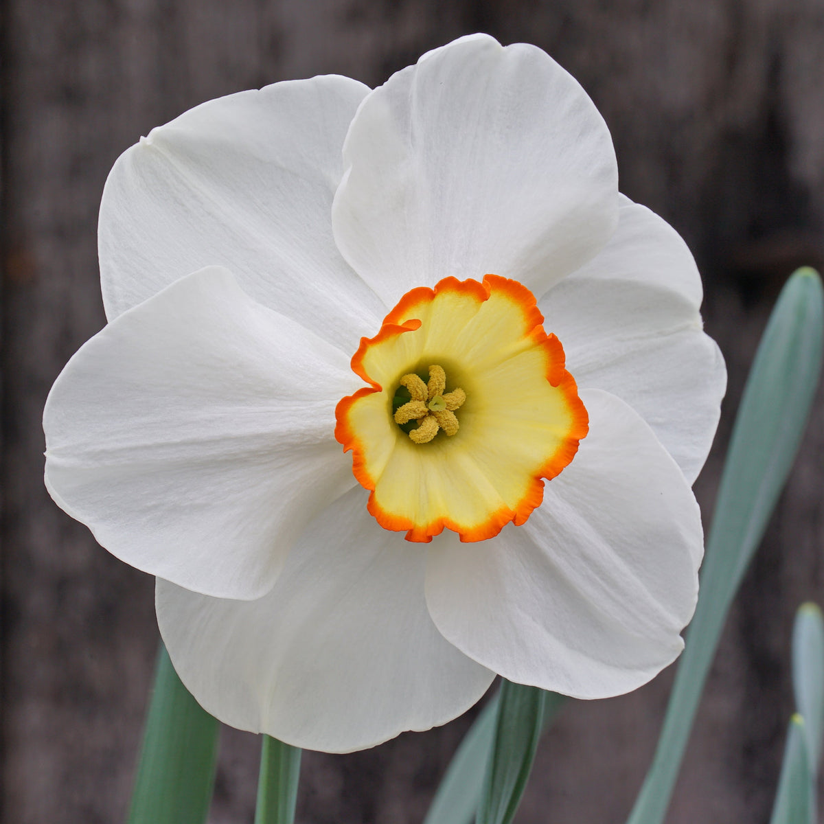 Orange Trim - Special Narcissus - Fluwel
