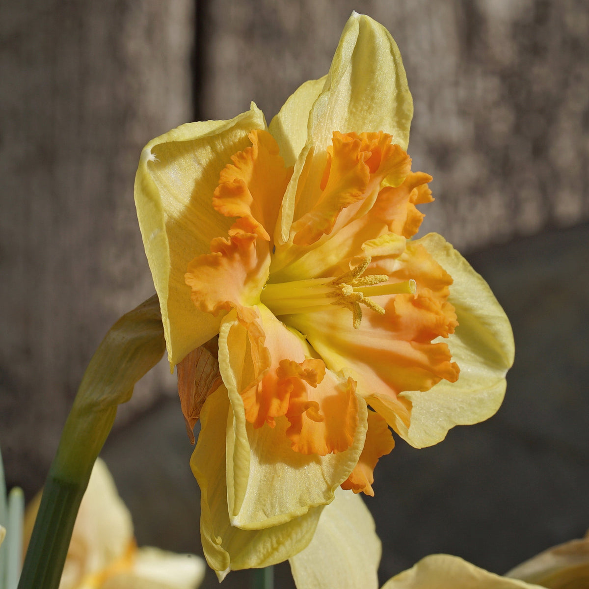 Papaya King - Special Narcissus - Fluwel