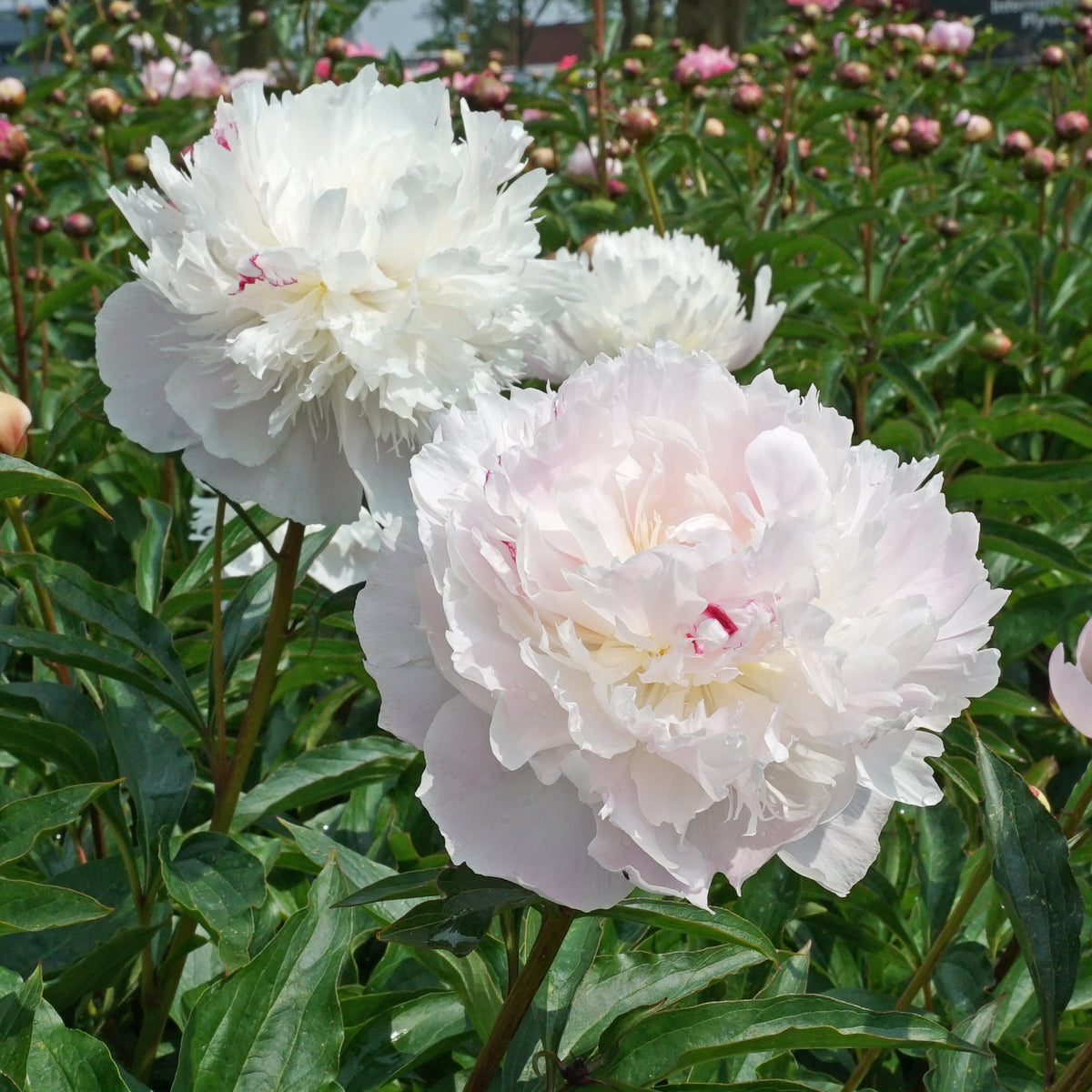 Peony Alertie - Peonies - Fluwel