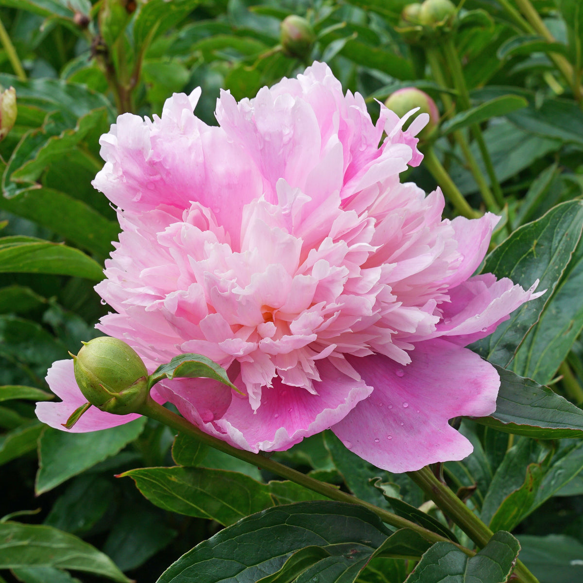 Peony Monsieur Jules Elie - Peonies - Fluwel