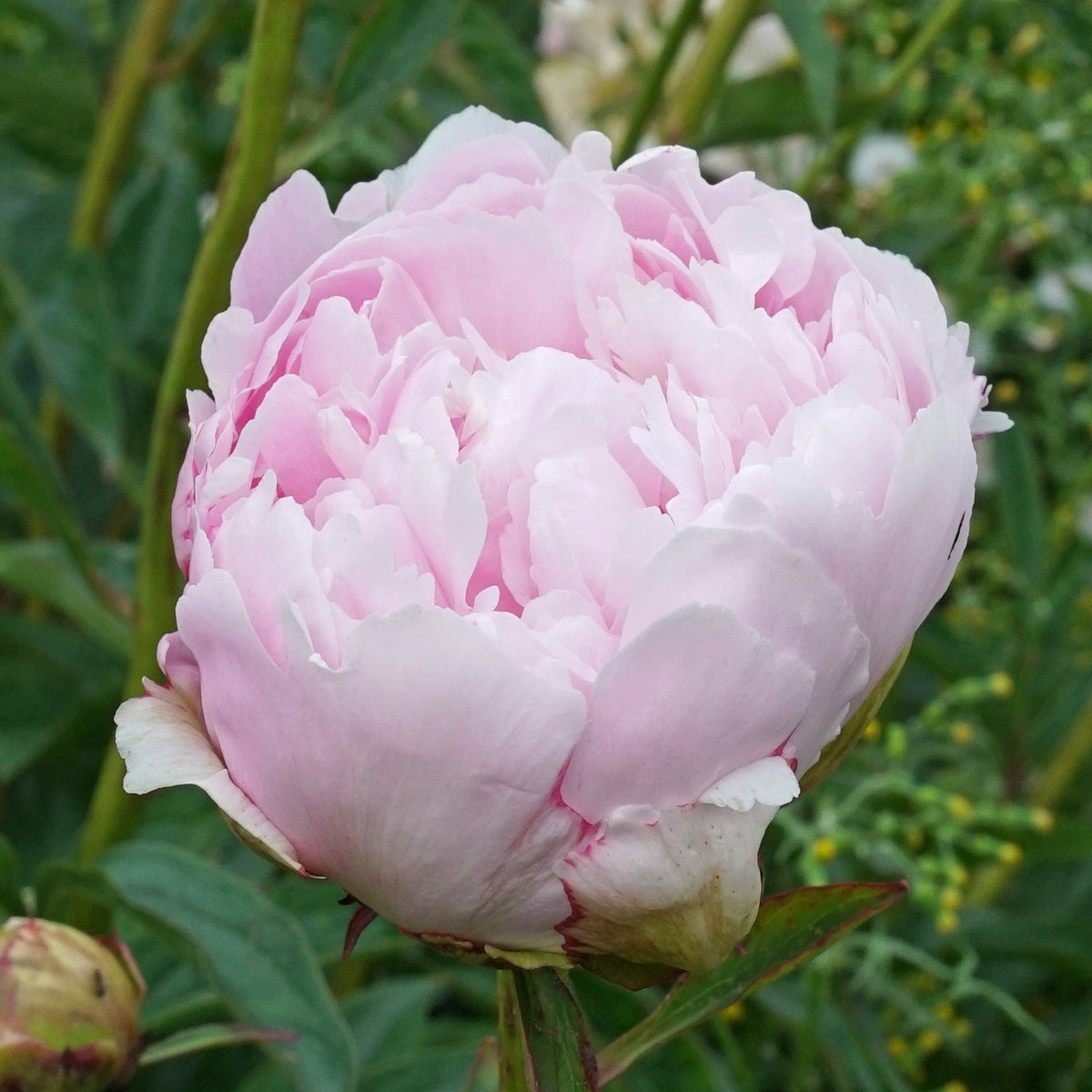 Peony Pillow Talk - Peonies - Fluwel