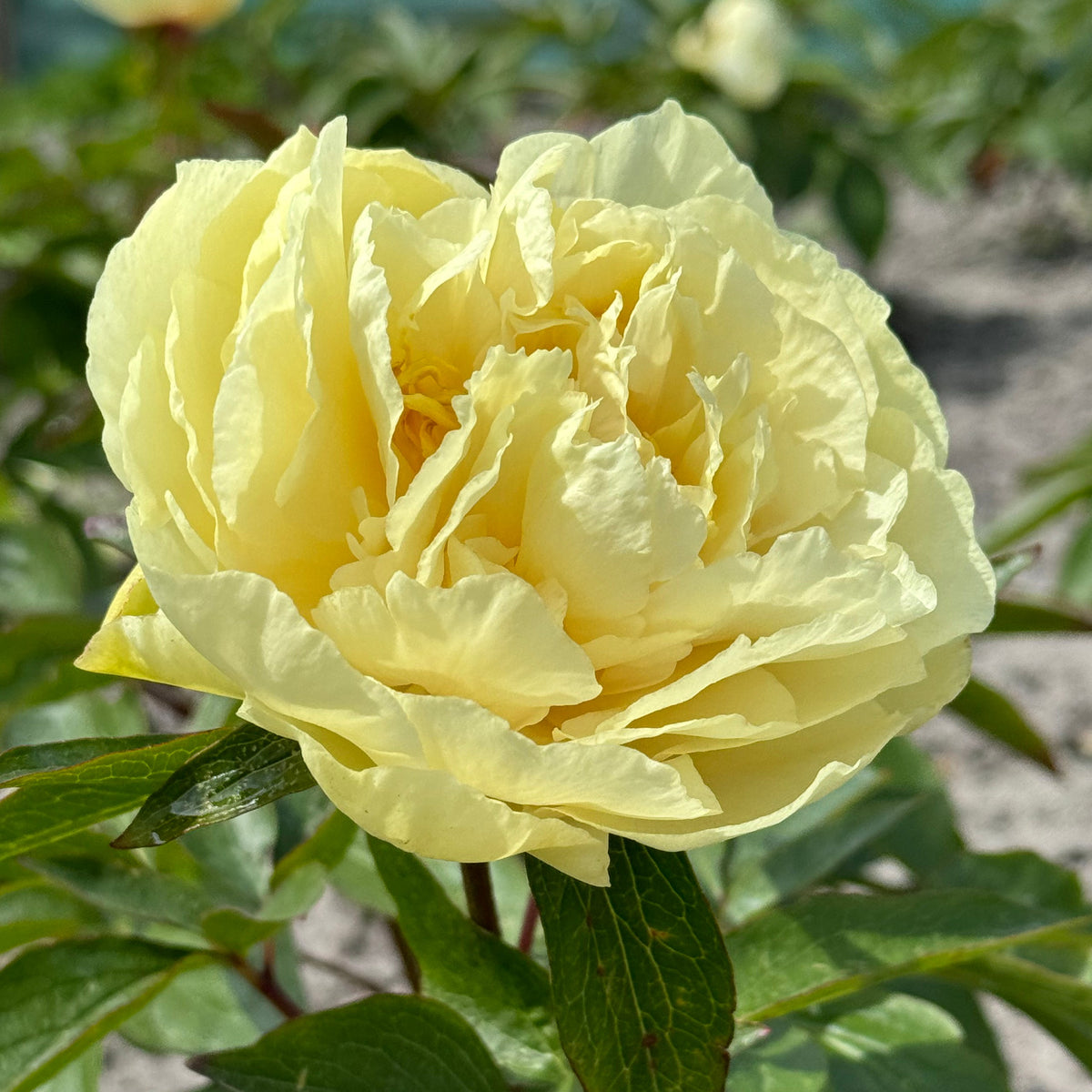 Peony Sunny Girl - Peonies - Fluwel
