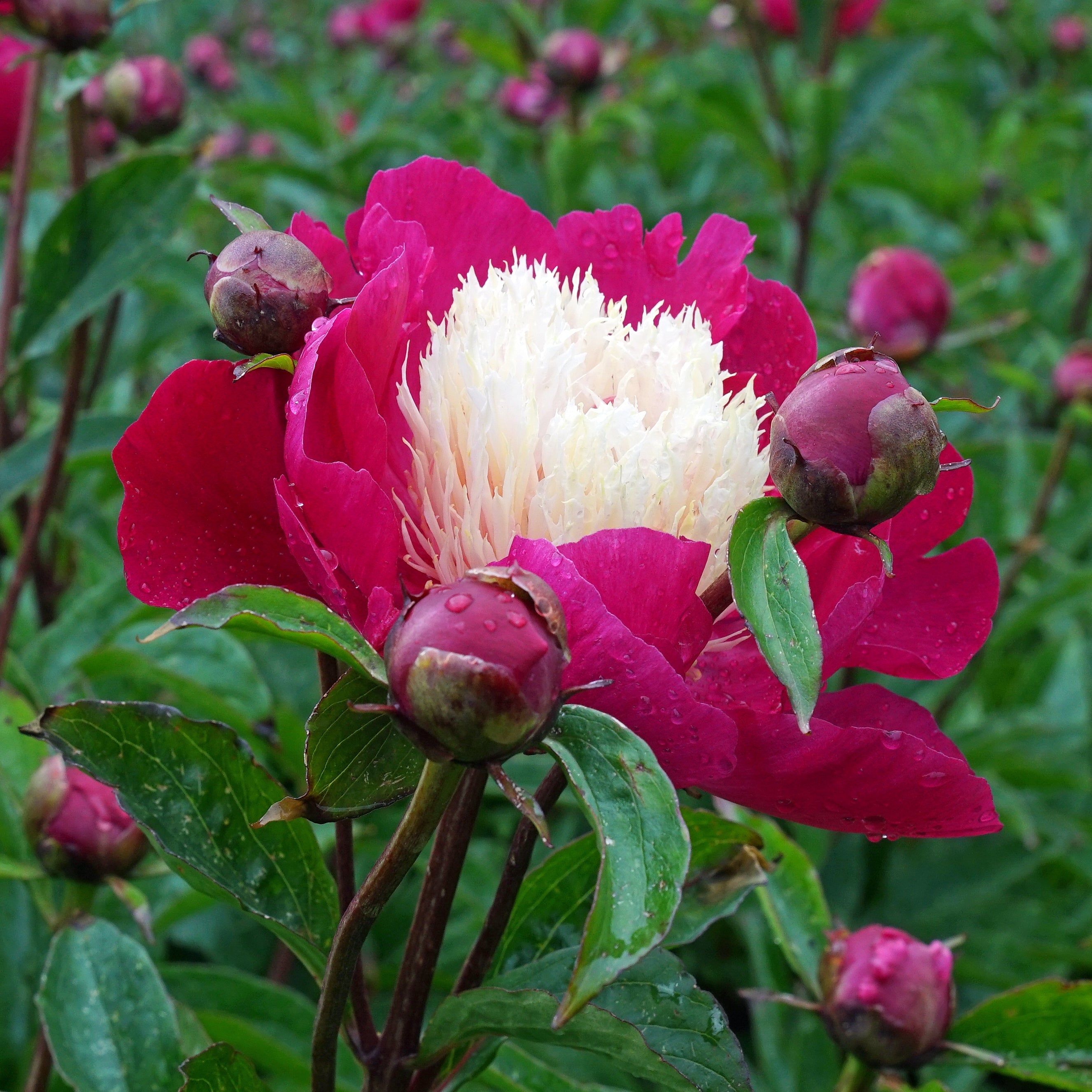 Peony White Cap - Peonies - Fluwel