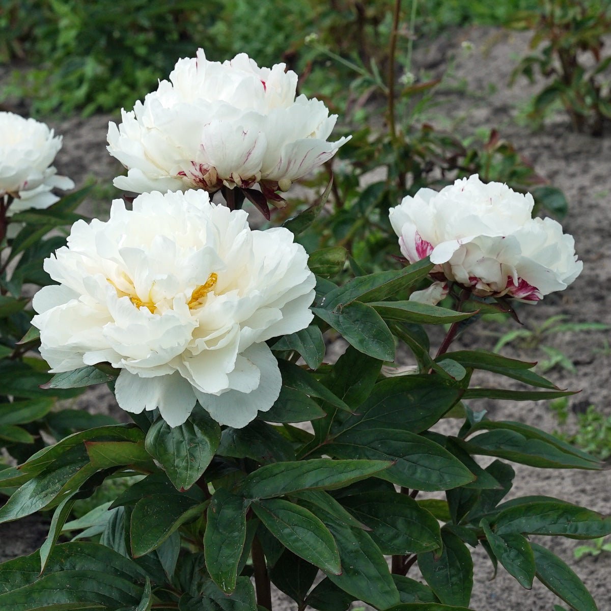 Peony White Lullaby - Peonies - Fluwel