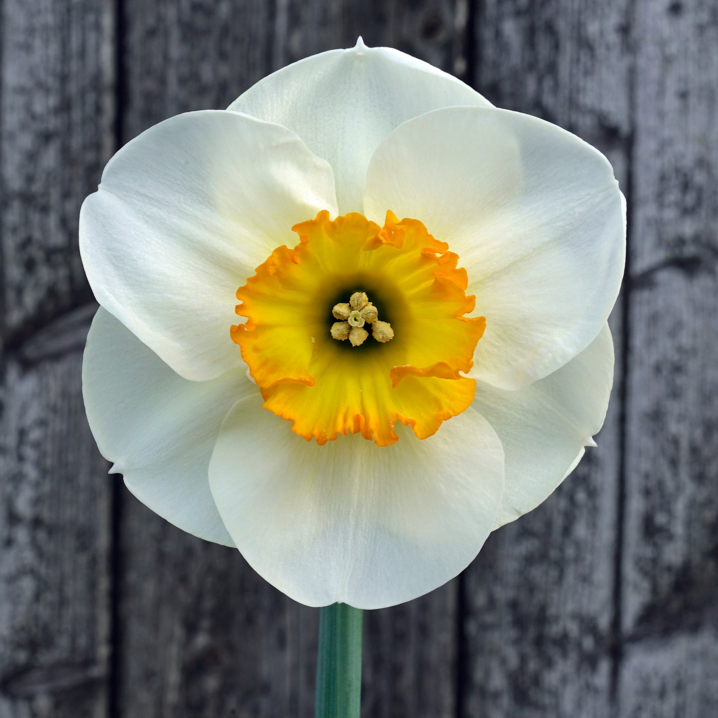 Pracht - Narcissus - Fluwel